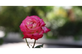 اسلایدر