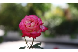 اسلایدر